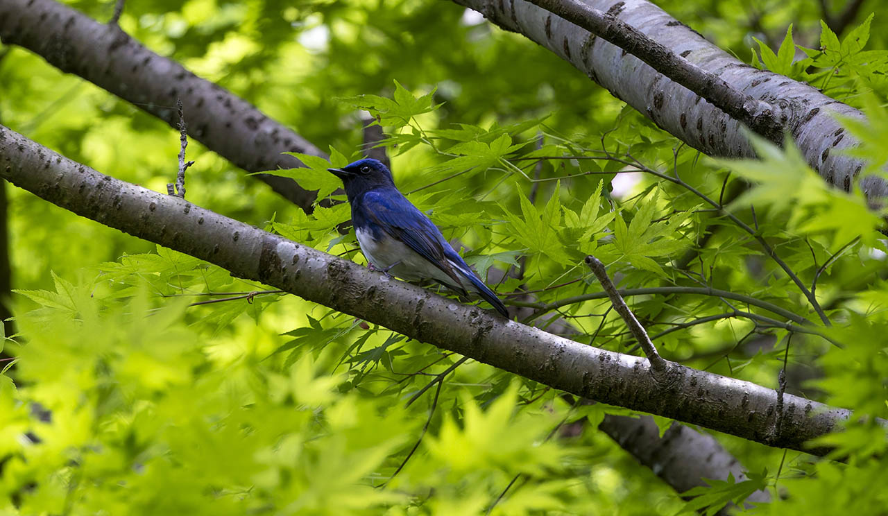 Birdwatcher observing wildlife near a lake at Maple Lakes Campground during spring